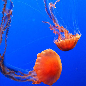 Meet your Posher, Miriam